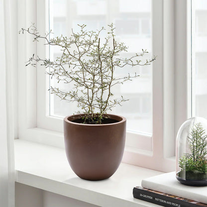 Tapered Round MgO Planter, Indoor and Outdoor